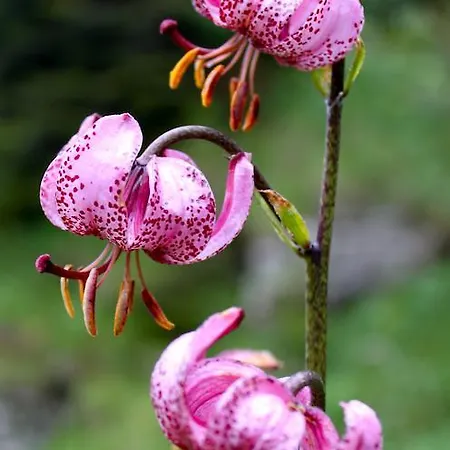 Apartamento Sam&cindy Mühlemann Entrelagos