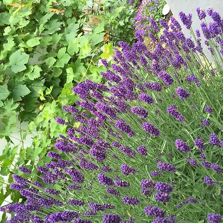 Sam&cindy Mühlemann