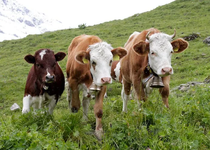 Sam & Cindy Muehlemann * Interlaken