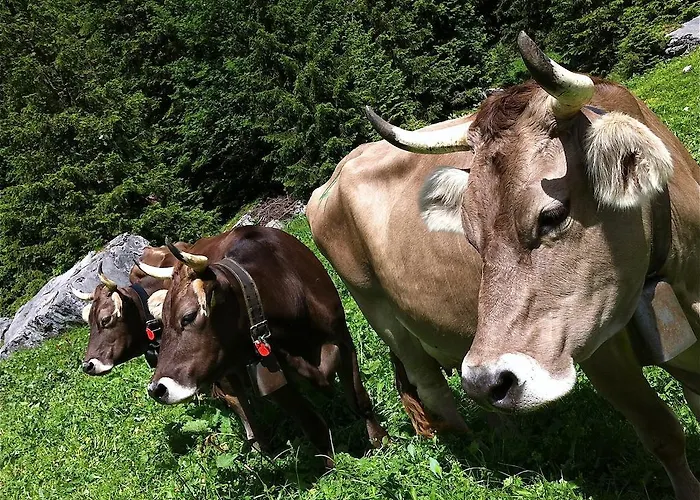 Sam & Cindy Muehlemann Lejlighed