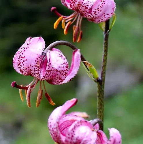 Lejlighed Sam & Cindy Muehlemann Interlaken