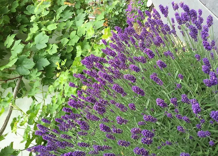 Sam & Cindy Muehlemann